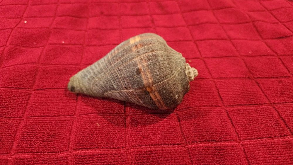 Large Brownish Seashell