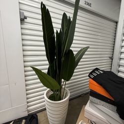 Two 5  Ft Plants