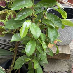 Guanabana Plant 
