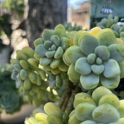 Succulents Cuttings 
