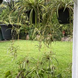 Spider Plants In A Pot Hanging Or On A Wall Or Stand Decorative 