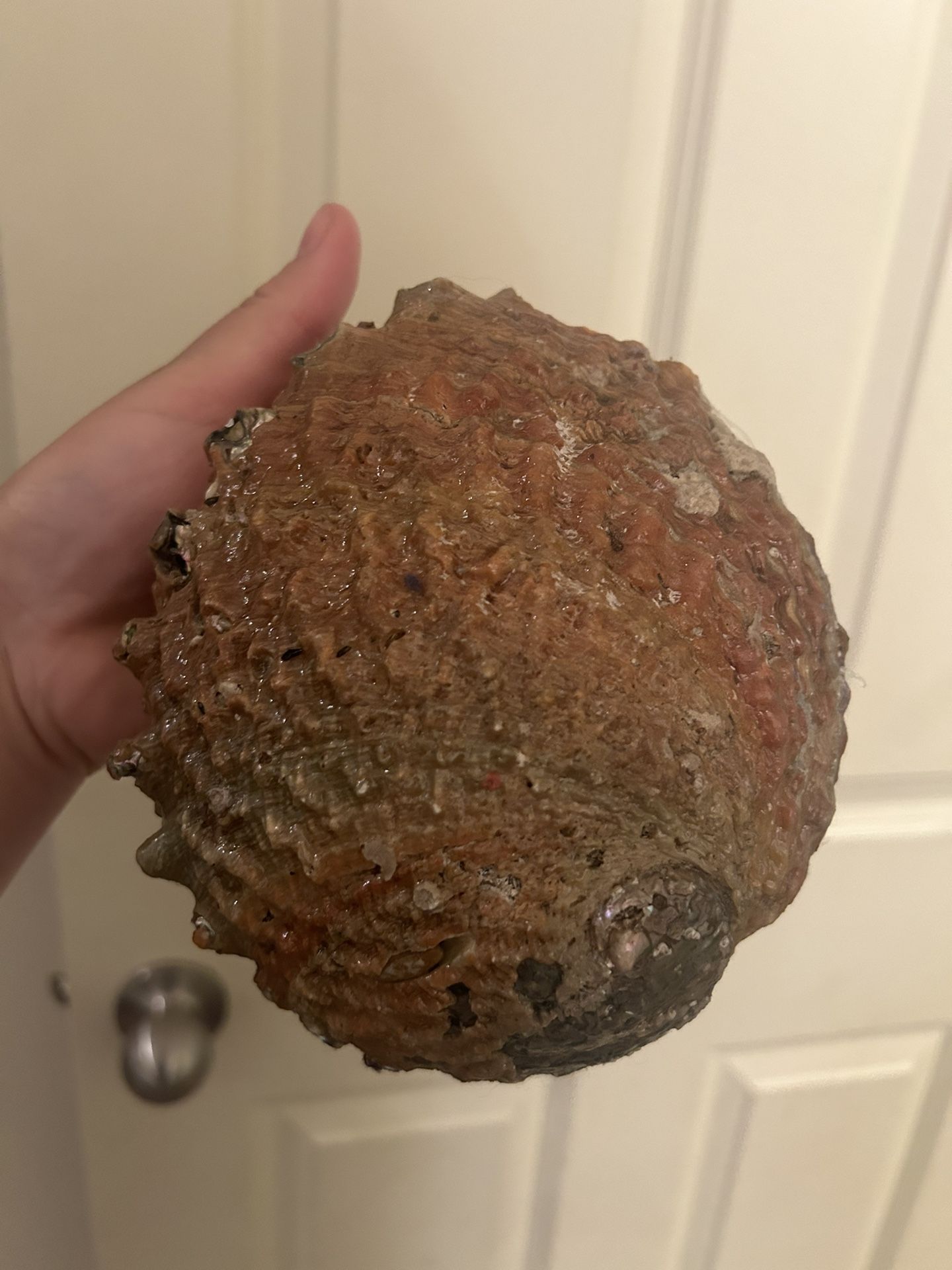 Real Abalone Shell