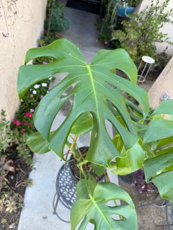 Monstera Deliciosa Split Leaf Plant $38