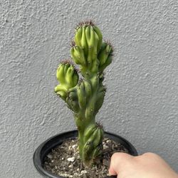 Monstrous Cereus spec. Cactus