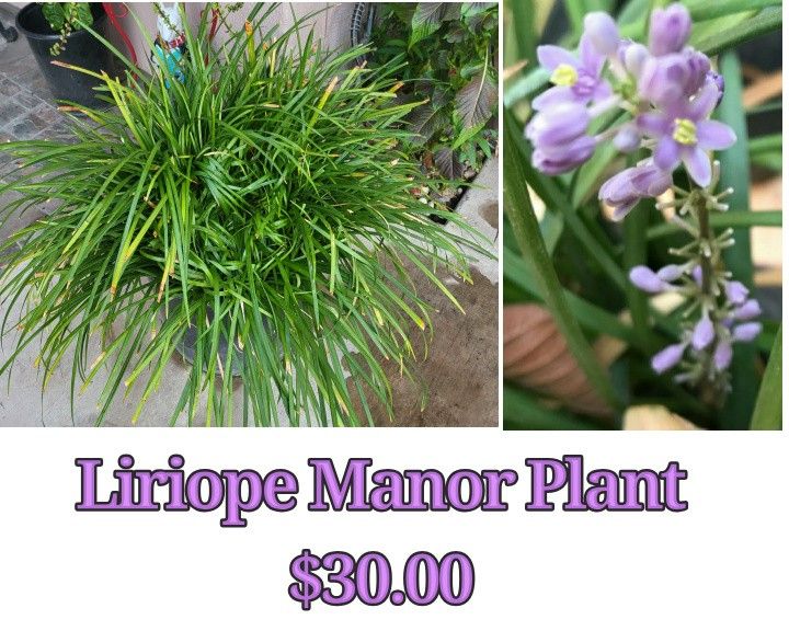 Liriope Manor Plant