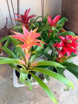 Red bromeliad plants 4 for $30