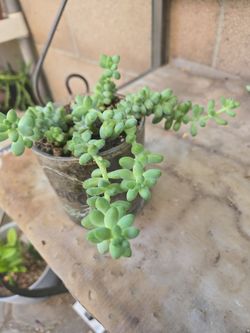Donkey tail succulent