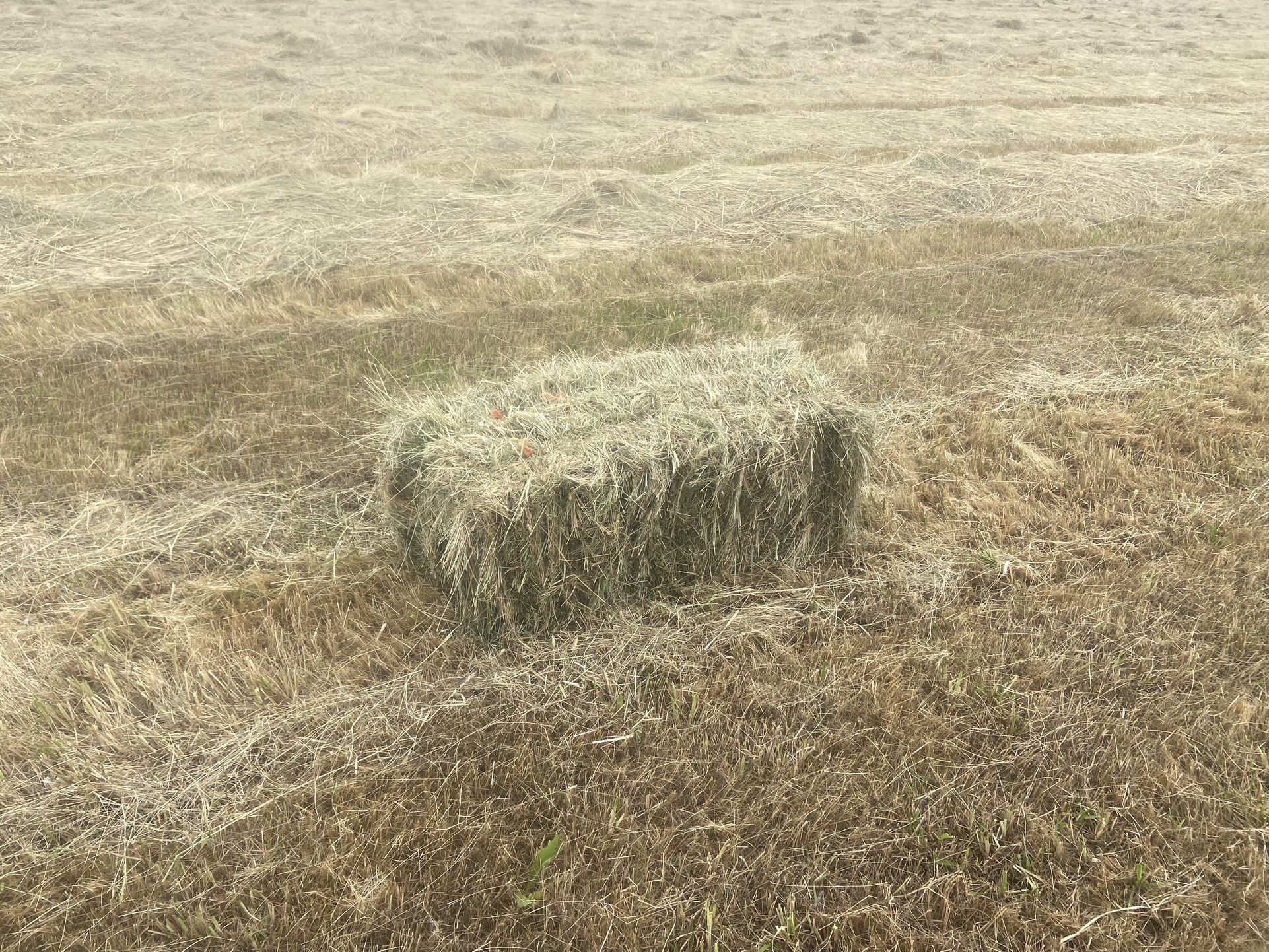 Local Pasture Blend Hay