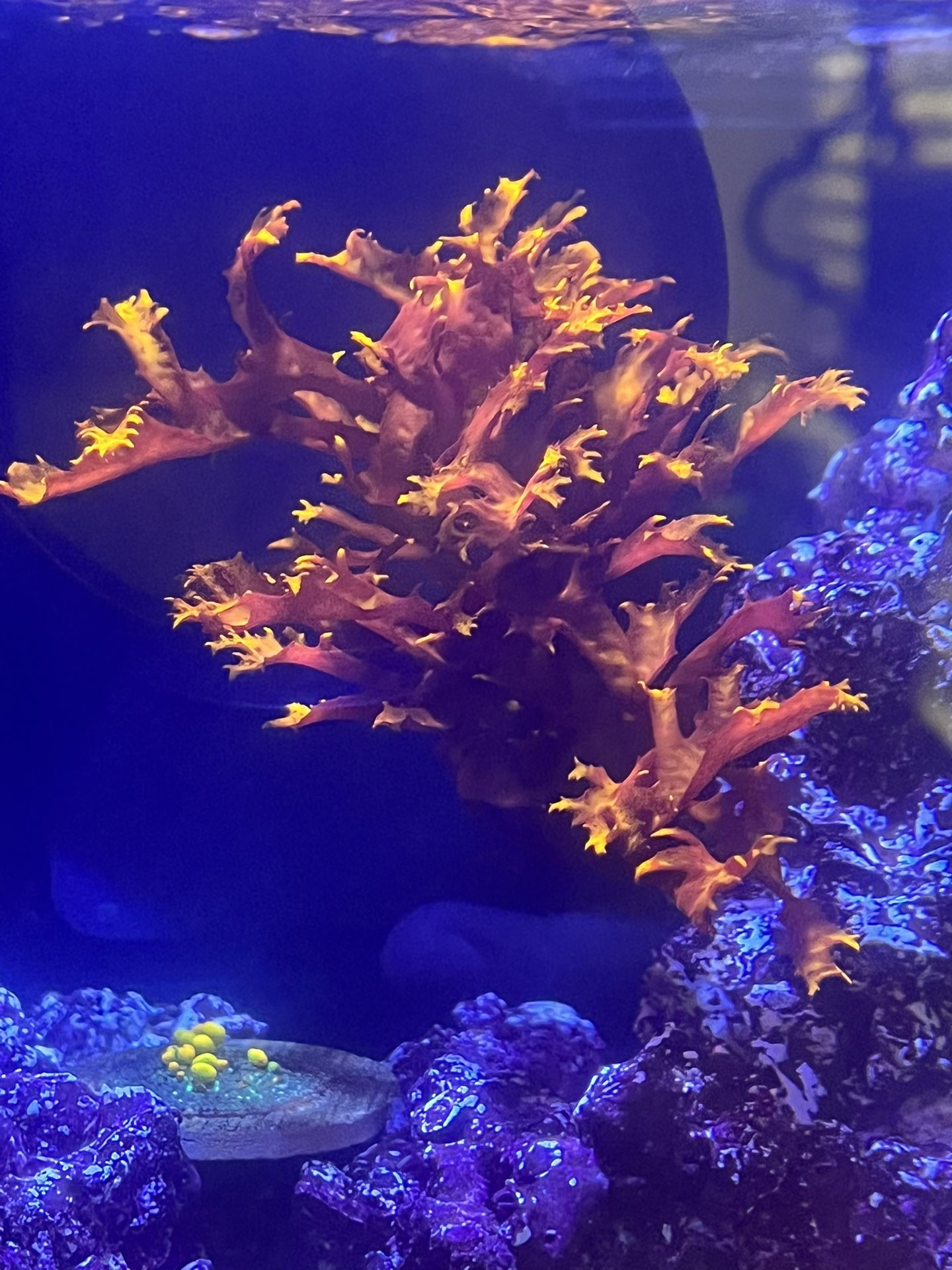 Dragon's Breath Macroalgae Frag For Coral Reef Tank