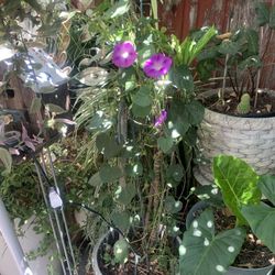Glory Morning Vine And Palm In Resin Decorative 15 Gallon Pot