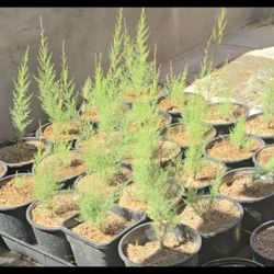 Tamarix Potted Plants 