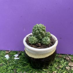 Euphorbia Monstrose/  Pereskioideae/New Crop Succulent/ Plantcactus live rooted, get 2 other free succulent cuttings