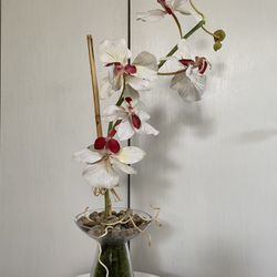 White Orchid 