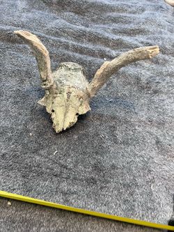 Real Whitetail Deer Skull Plate w/ Weathered Antlers – Rustic Oddity Bone Decor