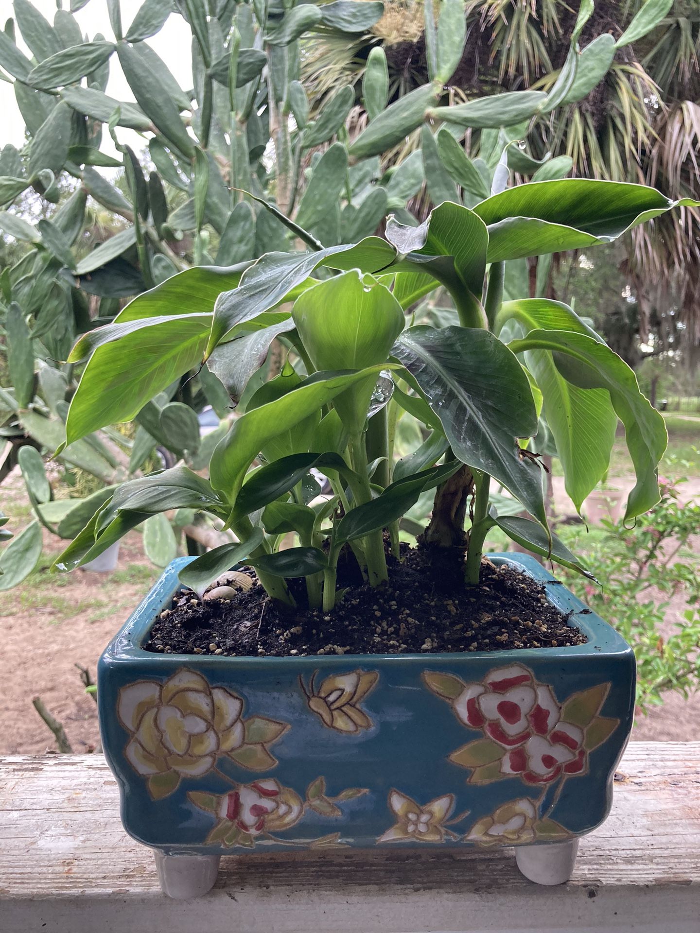 Dwarf Banana