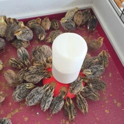 Bebederos Y Comederos Para Quails / Codorniz / Aves / Pericos 