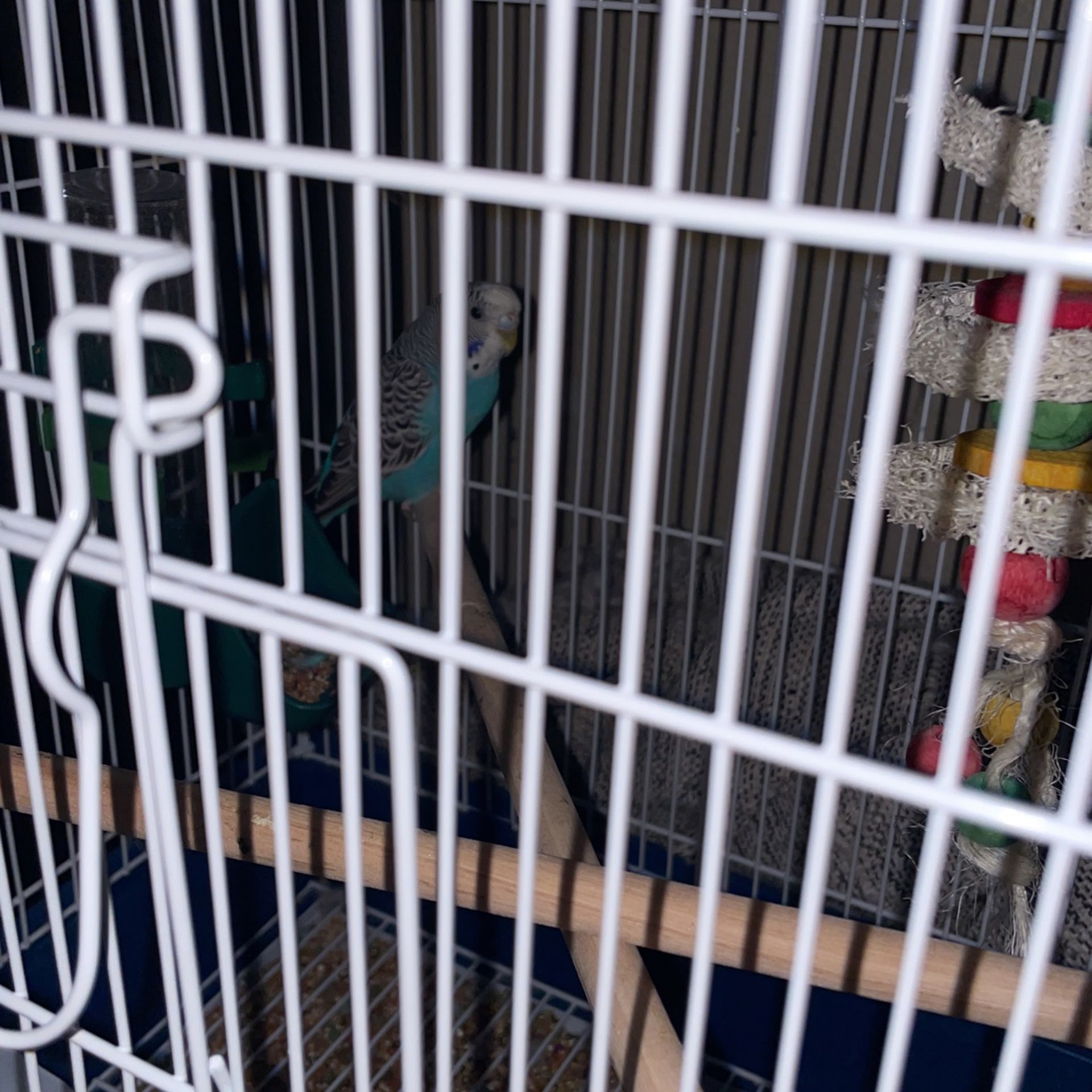Pajarito Con Todo Y Jaula
