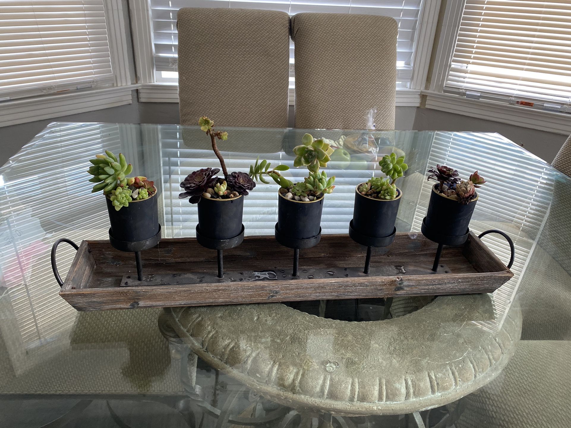 Succulent Plants