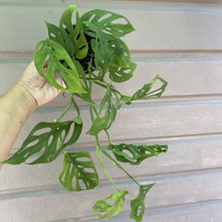 4” monstera swiss cheese