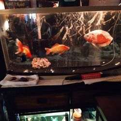 72 Gallon Curved Fish Tank