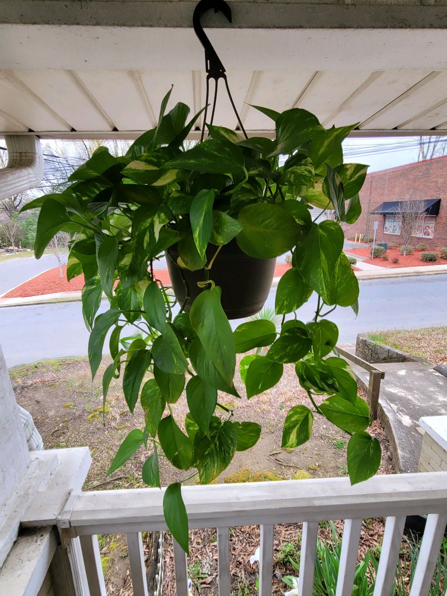 Plants