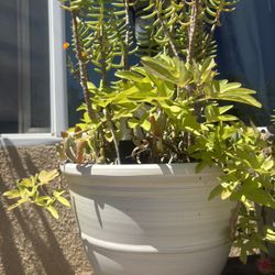 Large Succulent 