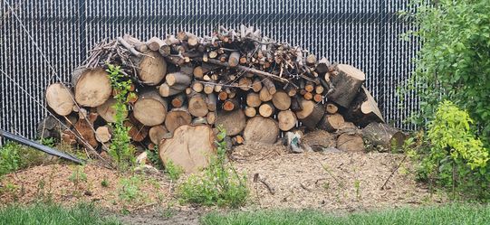 Maple fire wood