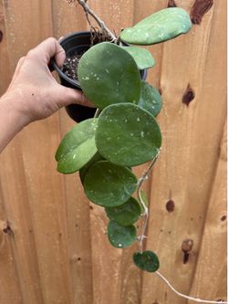 Lrg speckled Hoya Obovata