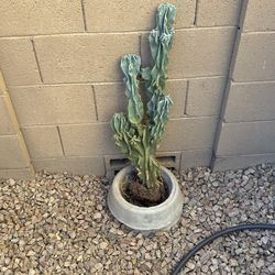 Cactus For Sale