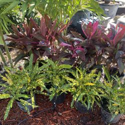 Crotons And Hawaiian Thai