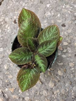 Episcia Plant