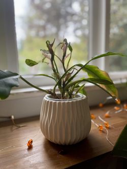 Healthy Jungle Boogie