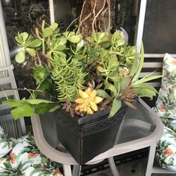 Gorgeous succulent pot