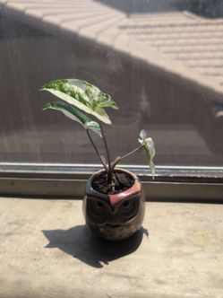 Syngonium Albo