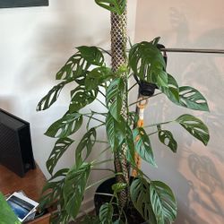 Climbing Monsters Swiss 