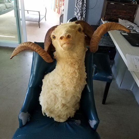 Vintage Barbarossa Ram mount