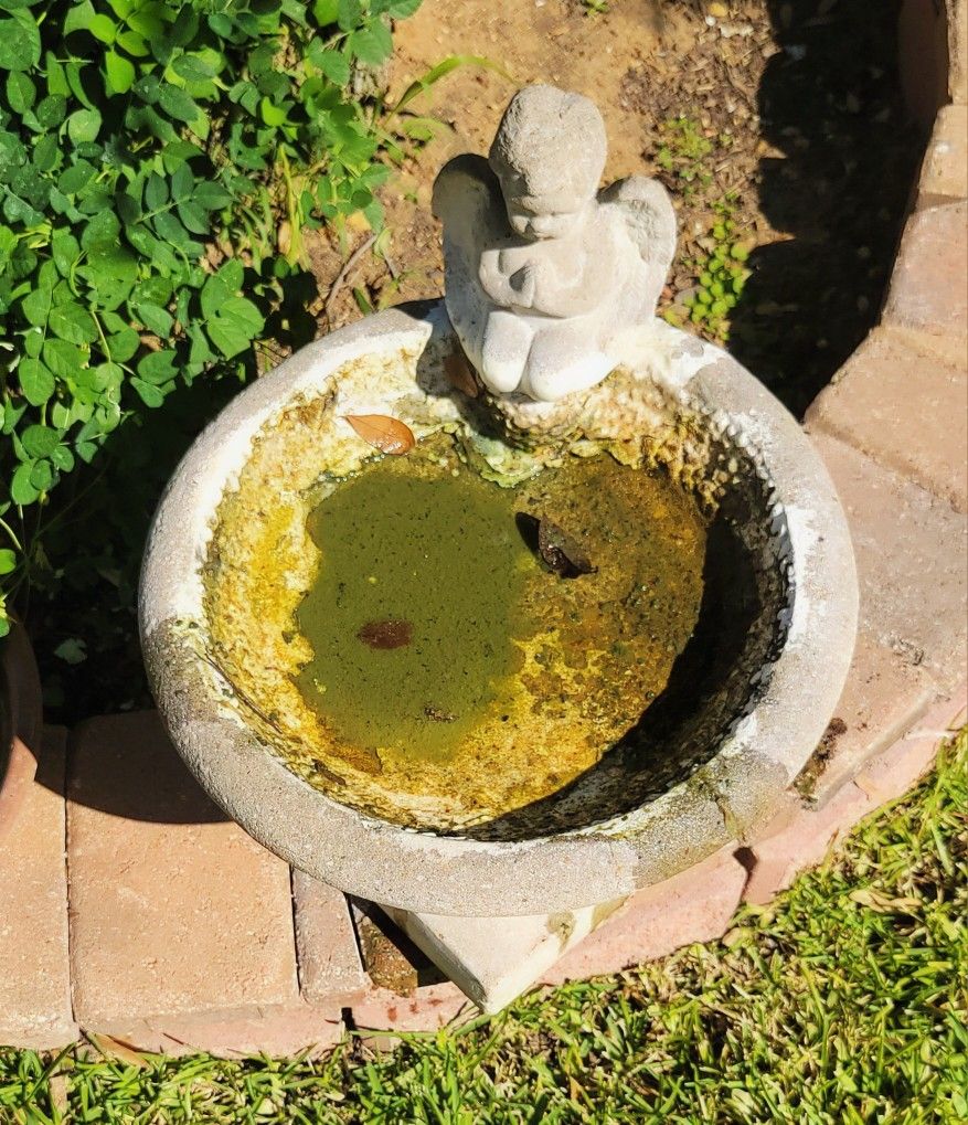 Bird Water Feeding Angel