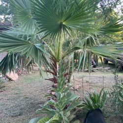 You Did It Out 300 I Dig It Out 500