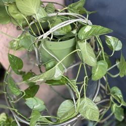 HERMOSAS PLANTAS NATURALES “GOLDEN POTHOS PLANT 