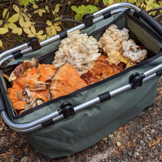 Mushroom Foraging Basket Bag Collapsible Metal Frame Mesh Bottom *NEW!*