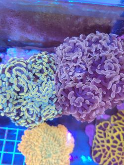 Corals Decorations Hammers CHEAP