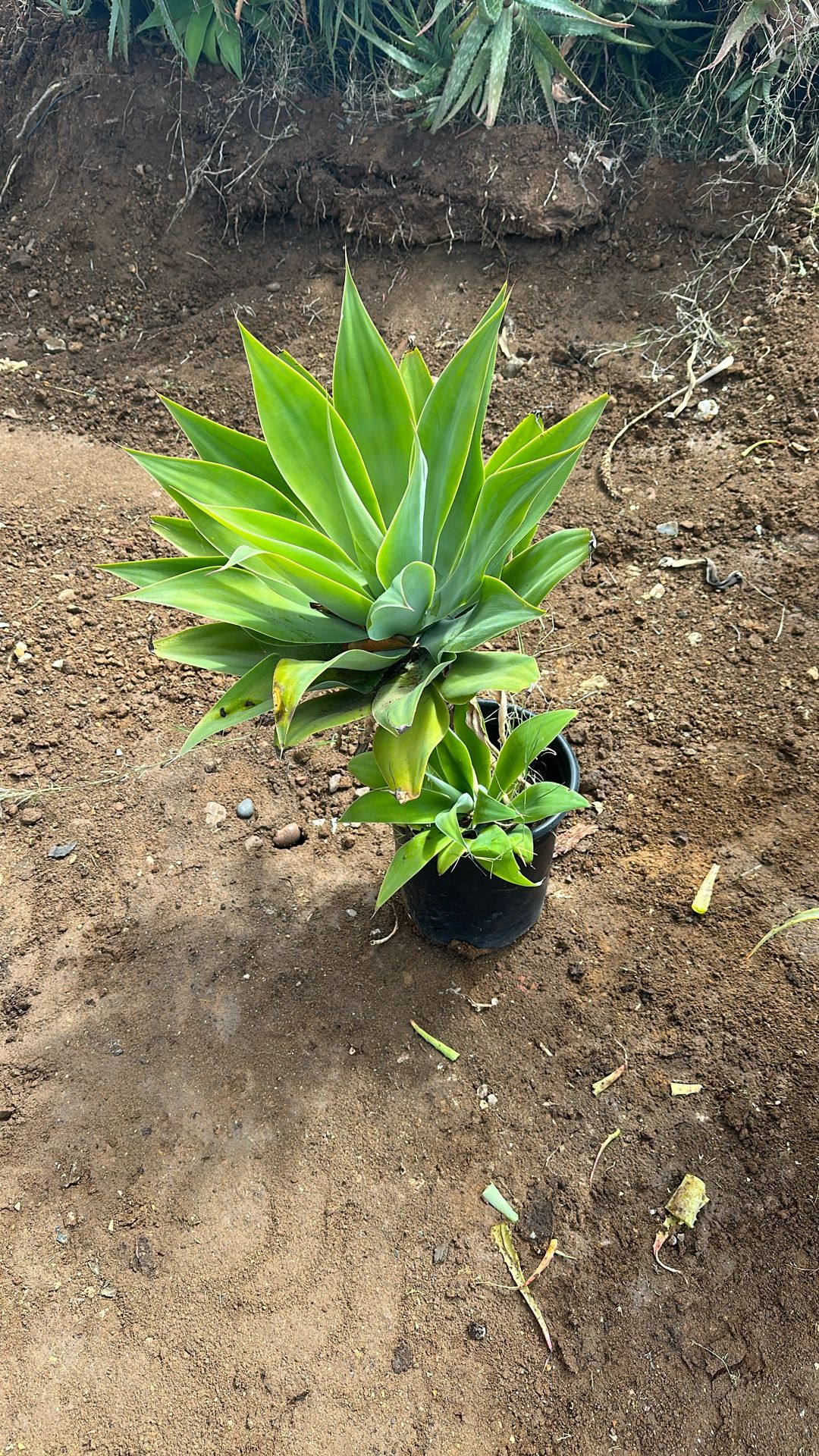 Agave 