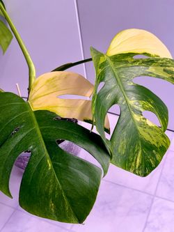 Monstera Aurea Plant - 8inch #16