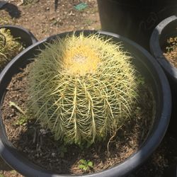 Golden Barrel Cactus 