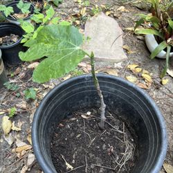 Fig Tree