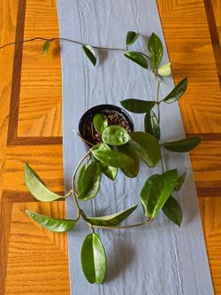 Hoya Live Trailing Houseplant in Pot