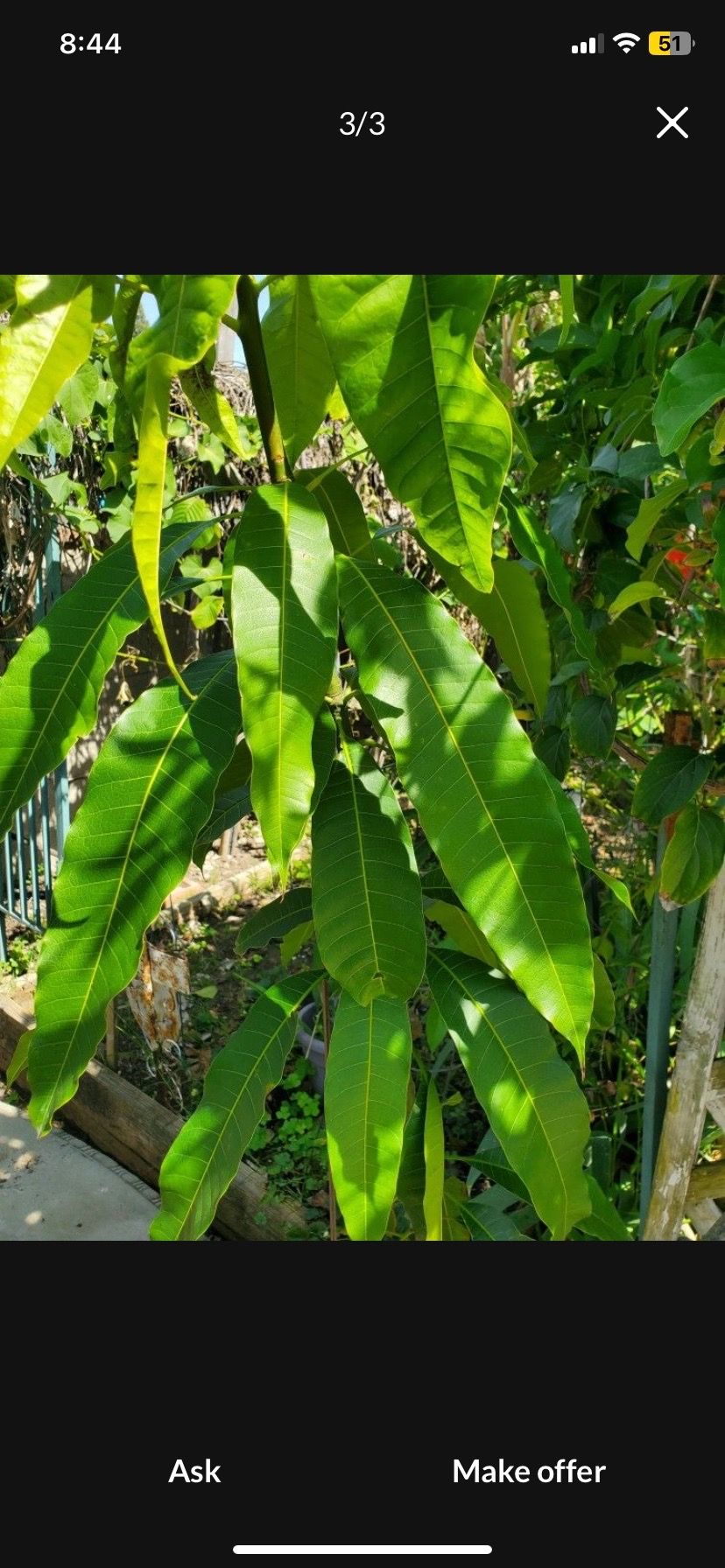 Mango Indio