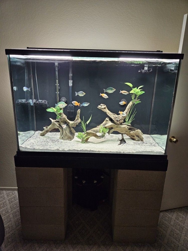 Fish Tank 