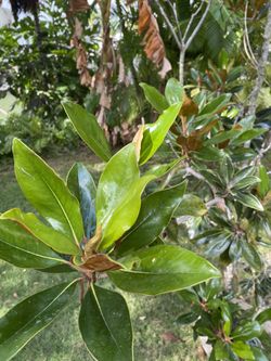 10 Foot Tall Dwarf Magnolia Tree - Little Gem