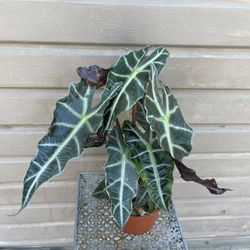 6” alocasia polly
